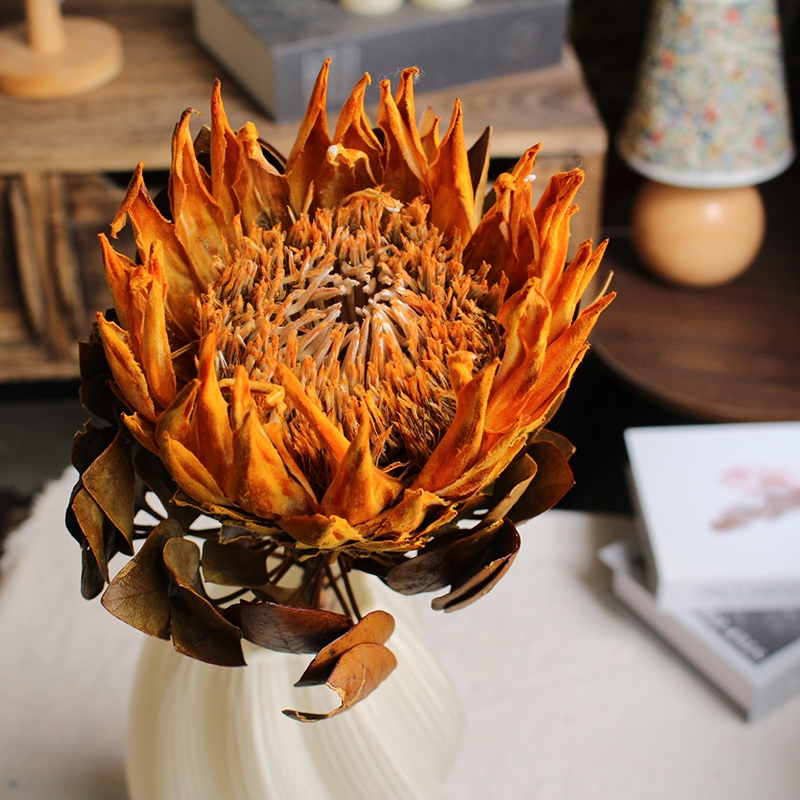 Preserved Protea Cynaroides - Premium Dried King Protea Flowers - Image 3