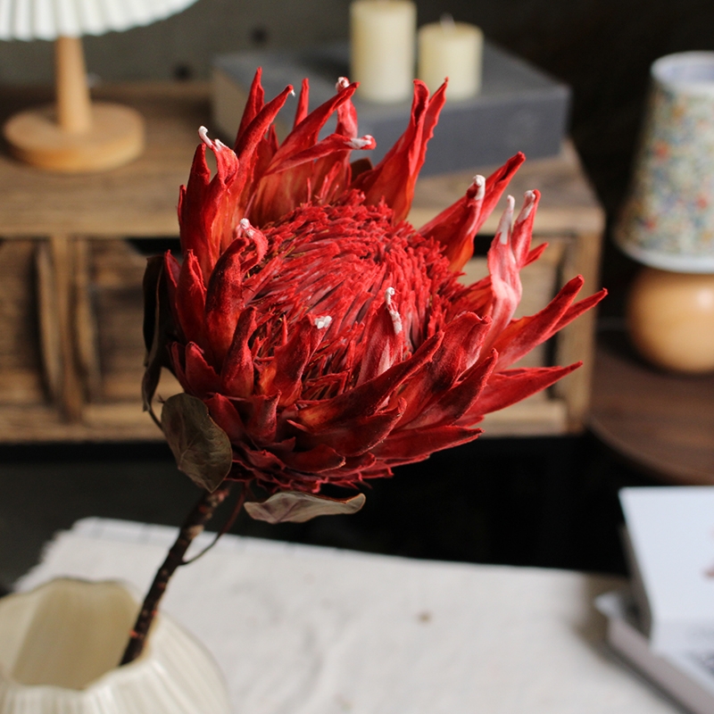 Preserved Protea Cynaroides - Premium Dried King Protea Flowers - Image 4