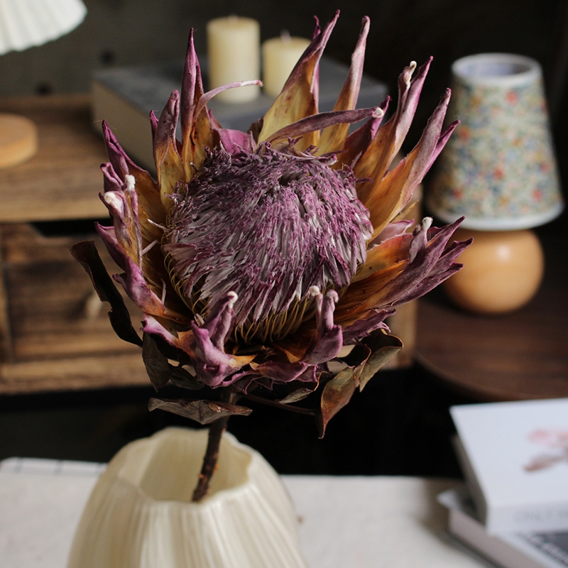 Preserved Protea Cynaroides - Premium Dried King Protea Flowers - Image 5