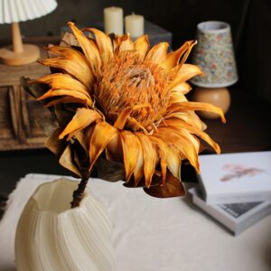 Preserved Protea Cynaroides - Premium Dried King Protea Flowers