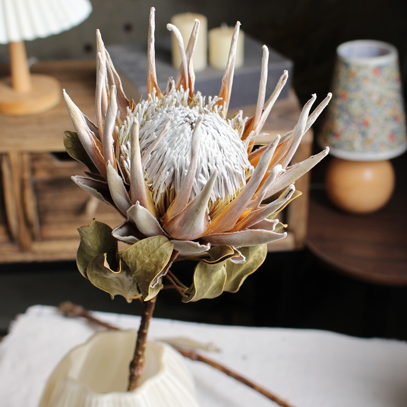 Preserved Protea Cynaroides - Premium Dried King Protea Flowers - Image 14