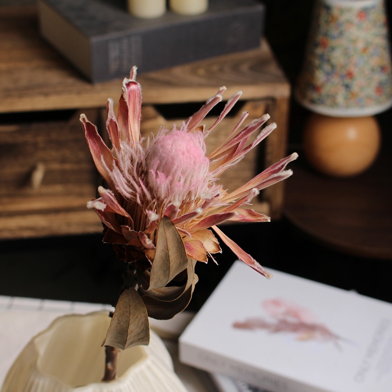 Preserved Protea Cynaroides - Premium Dried King Protea Flowers - Image 16