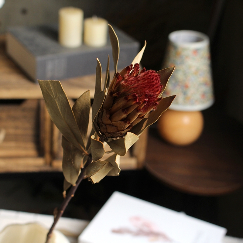 Preserved Protea Cynaroides - Premium Dried King Protea Flowers - Image 18