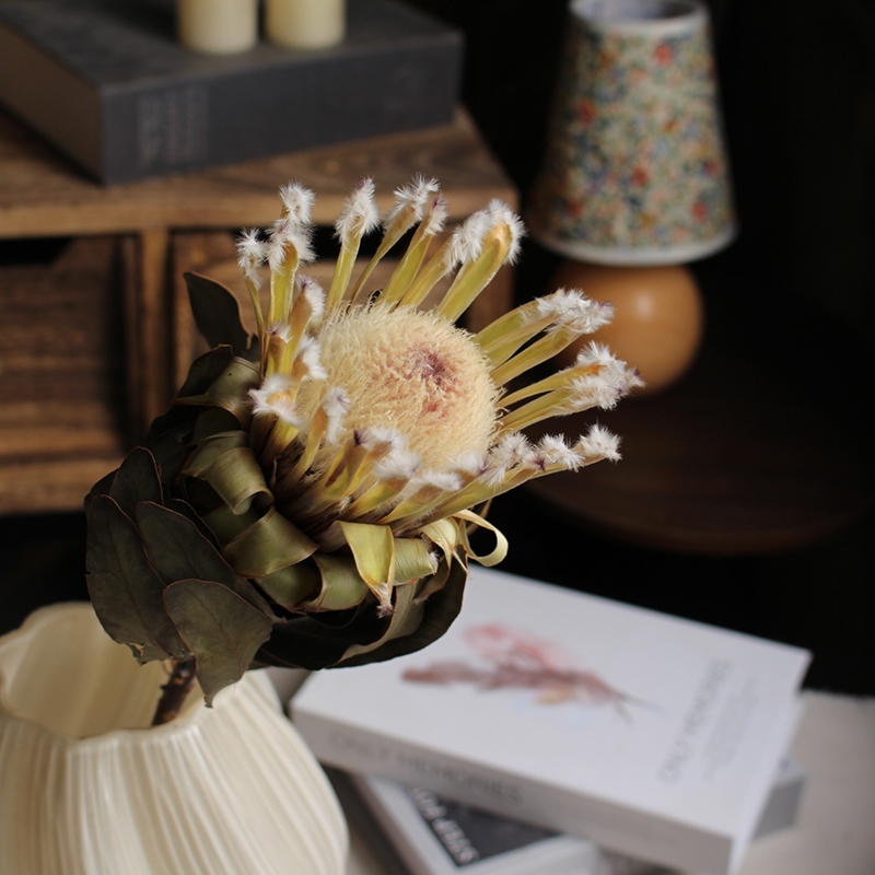Preserved Protea Cynaroides - Premium Dried King Protea Flowers - Image 19