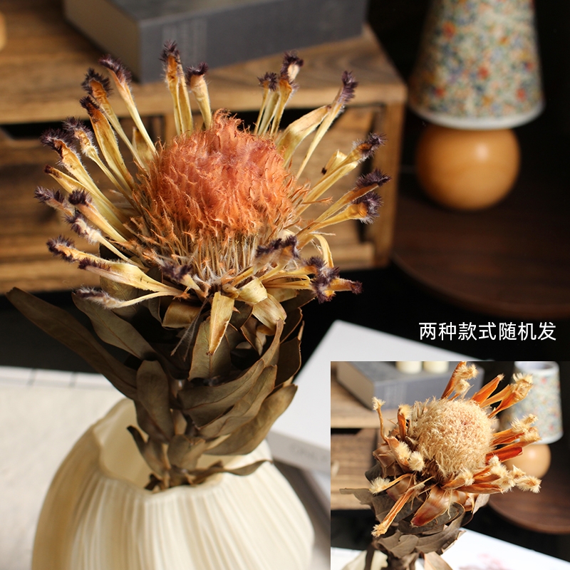 Preserved Protea Cynaroides - Premium Dried King Protea Flowers - Image 20