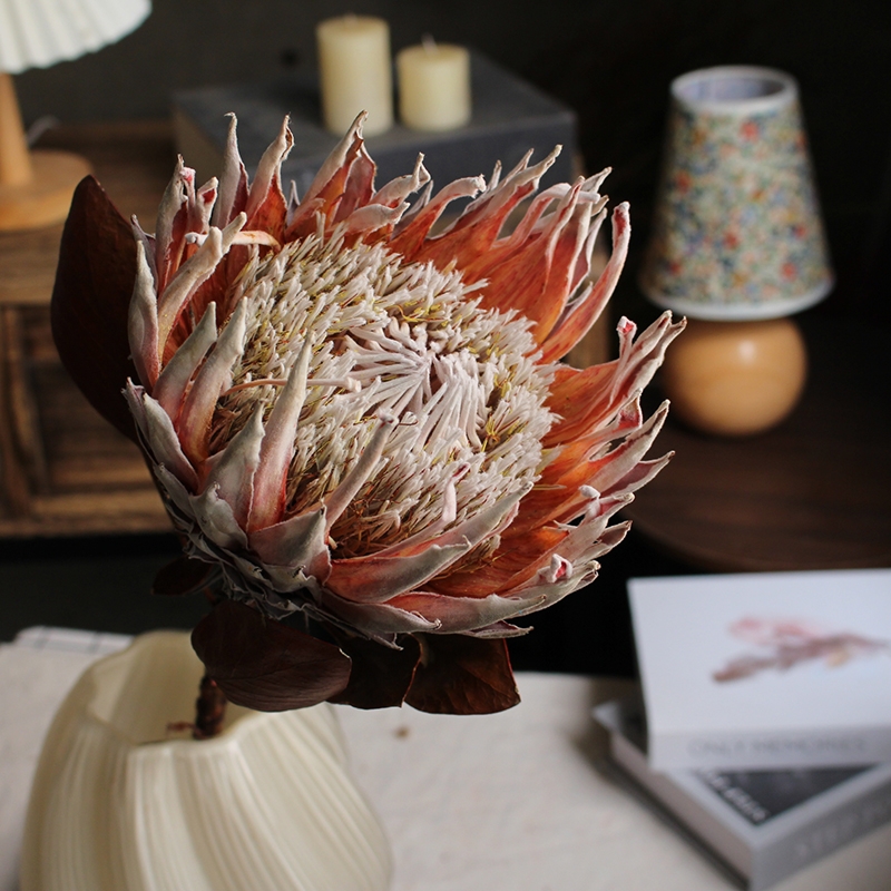 Preserved Protea Cynaroides - Premium Dried King Protea Flowers - Image 21