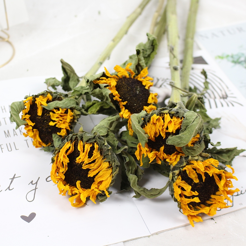 Dried Sunflower Flowers - Natural Air-Dried Preserved Sunflowers - Image 5