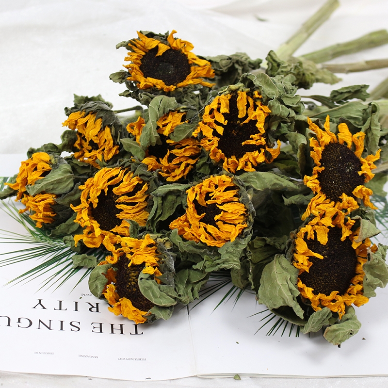 Dried Sunflower Flowers - Natural Air-Dried Preserved Sunflowers - Image 6