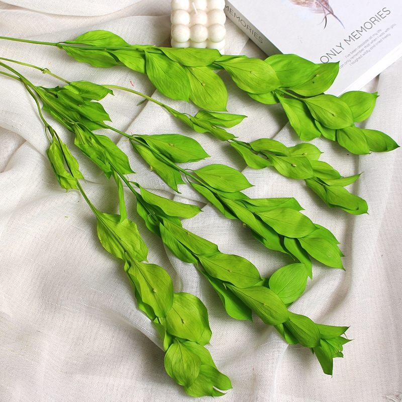 Preserved Orange Leaves - Natural Everlasting Foliage for Your Creations - Image 6