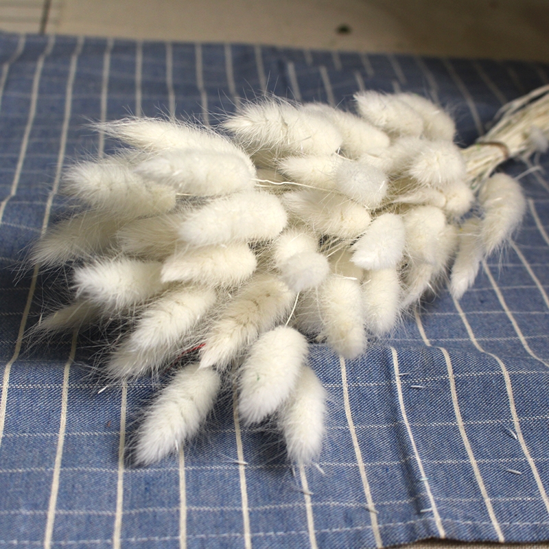 Natural Dried Bunny Tail Grass - Whimsical Decor for Every Occasion - Image 2