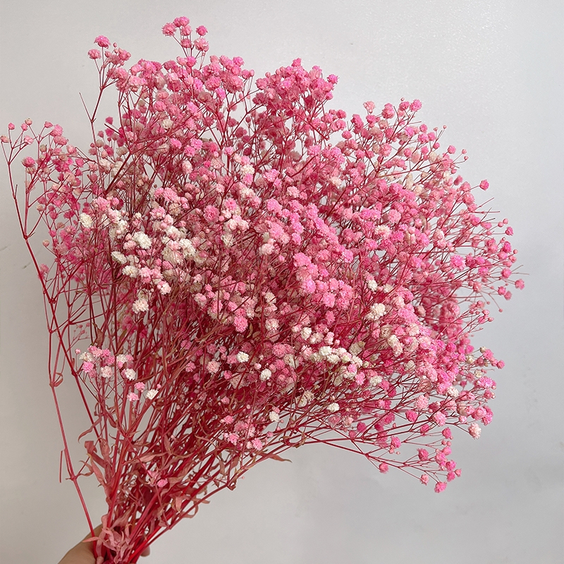 Preserved Baby's Breath (Gypsophila) - Everlasting Blooms for Every Occasion - Image 2