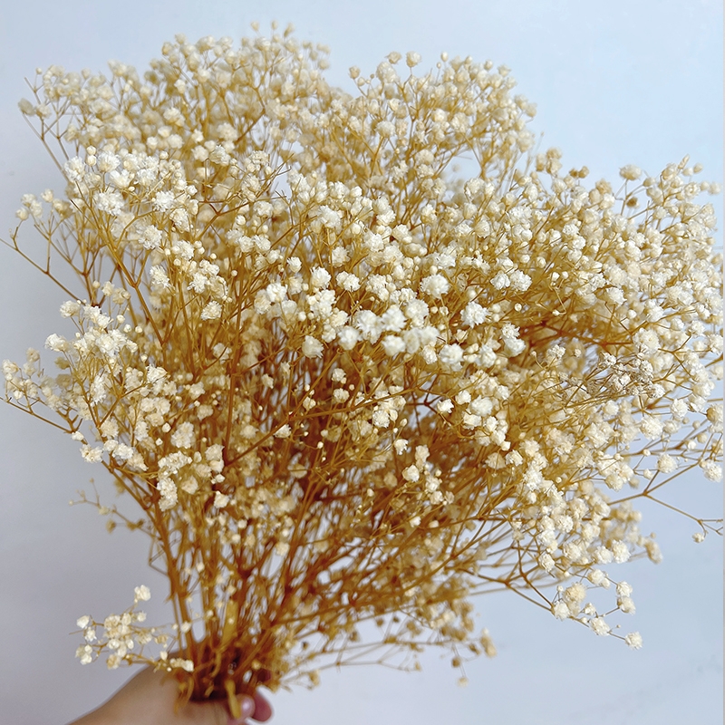 Preserved Baby's Breath (Gypsophila) - Everlasting Blooms for Every Occasion - Image 4