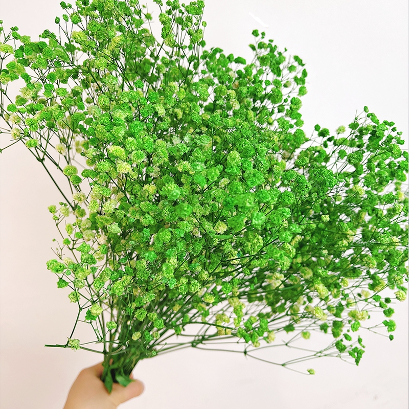 Preserved Baby's Breath (Gypsophila) - Everlasting Blooms for Every Occasion - Image 7