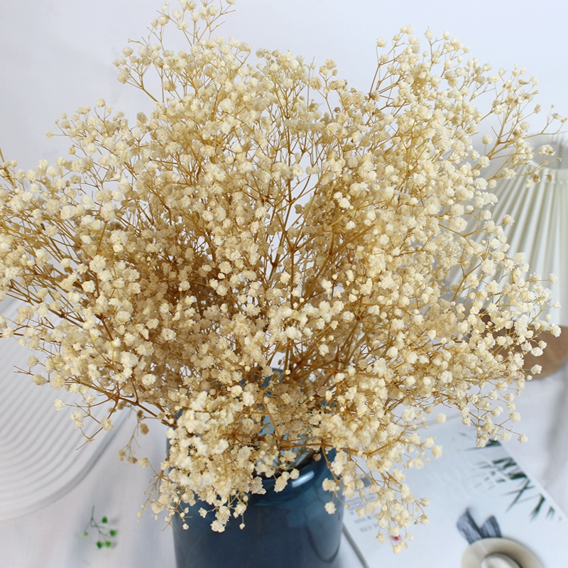 Preserved Baby's Breath (Gypsophila) - Everlasting Blooms for Every Occasion - Image 14