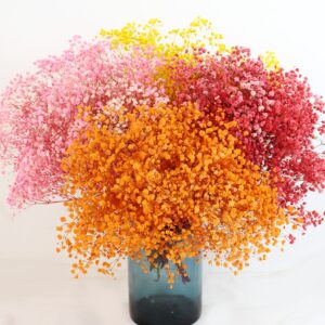 Preserved Baby's Breath (Gypsophila) - Everlasting Blooms for Every Occasion