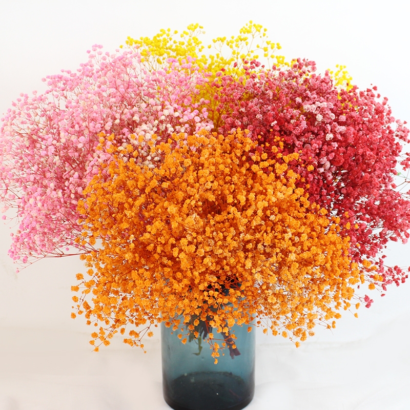 Preserved Baby's Breath (Gypsophila) - Everlasting Blooms for Every Occasion