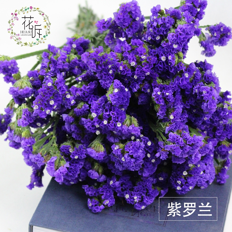 Dried Forget Me Not Flowers - Everlasting Blooms from Yunnan, China - Image 2