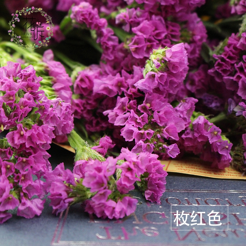 Dried Forget Me Not Flowers - Everlasting Blooms from Yunnan, China - Image 3