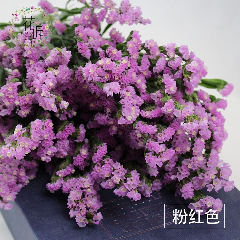 Dried Forget Me Not Flowers - Everlasting Blooms from Yunnan, China - Image 5