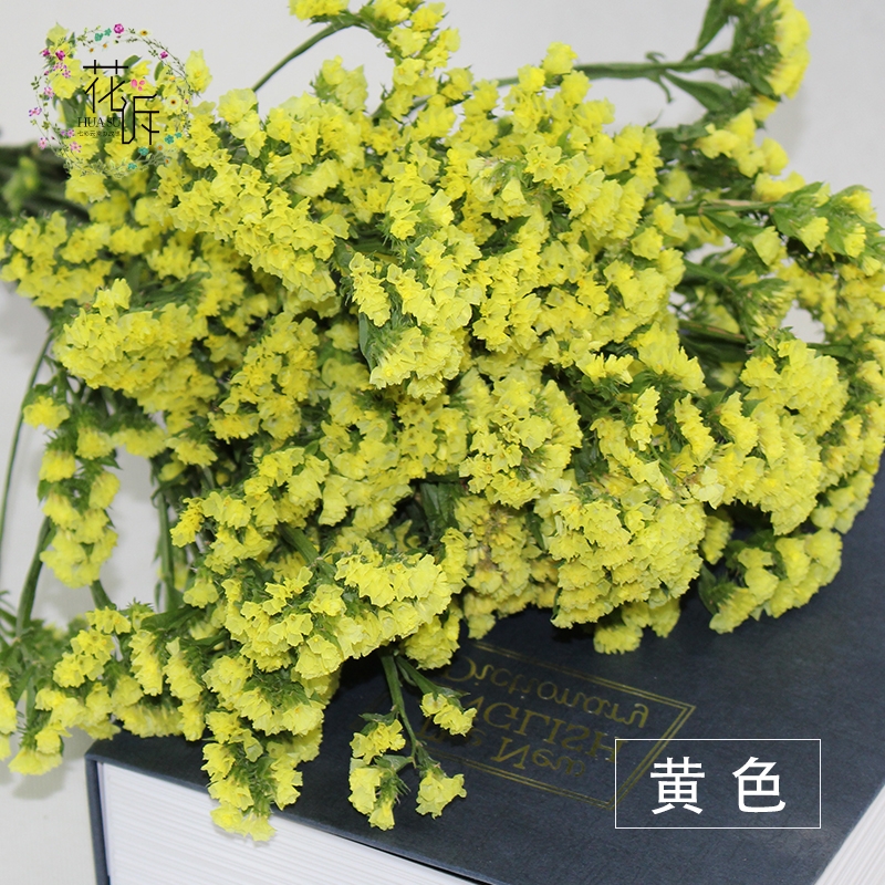 Dried Forget Me Not Flowers - Everlasting Blooms from Yunnan, China - Image 6