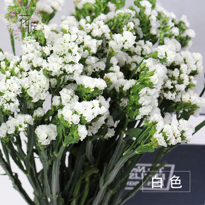 Dried Forget Me Not Flowers - Everlasting Blooms from Yunnan, China - Image 7