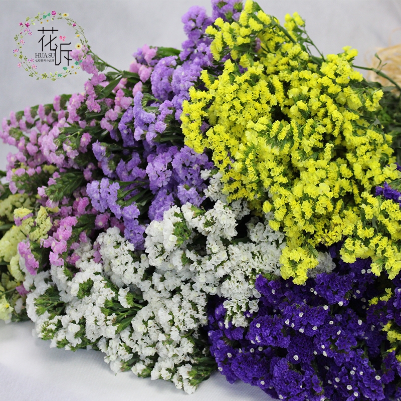 Dried Forget Me Not Flowers - Everlasting Blooms from Yunnan, China - Image 8