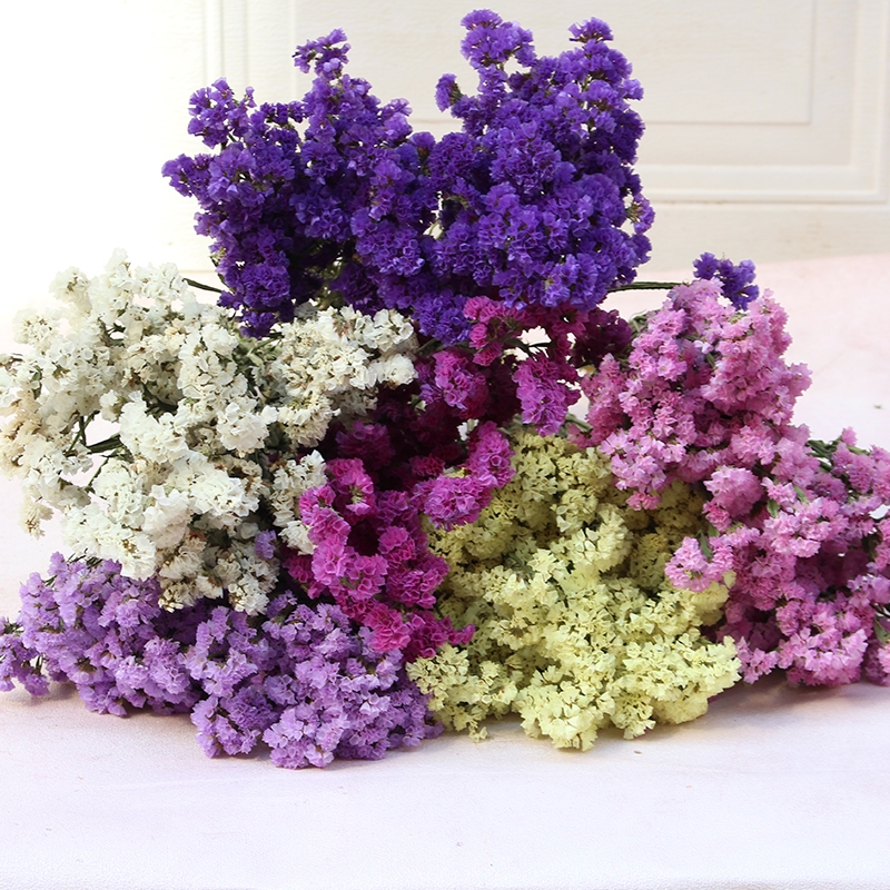 Dried Forget Me Not Flowers - Everlasting Blooms from Yunnan, China - Image 9