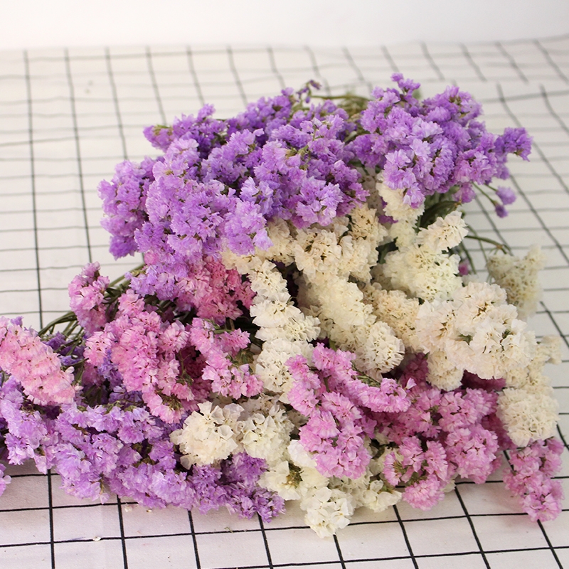 Dried Forget Me Not Flowers - Everlasting Blooms from Yunnan, China - Image 10