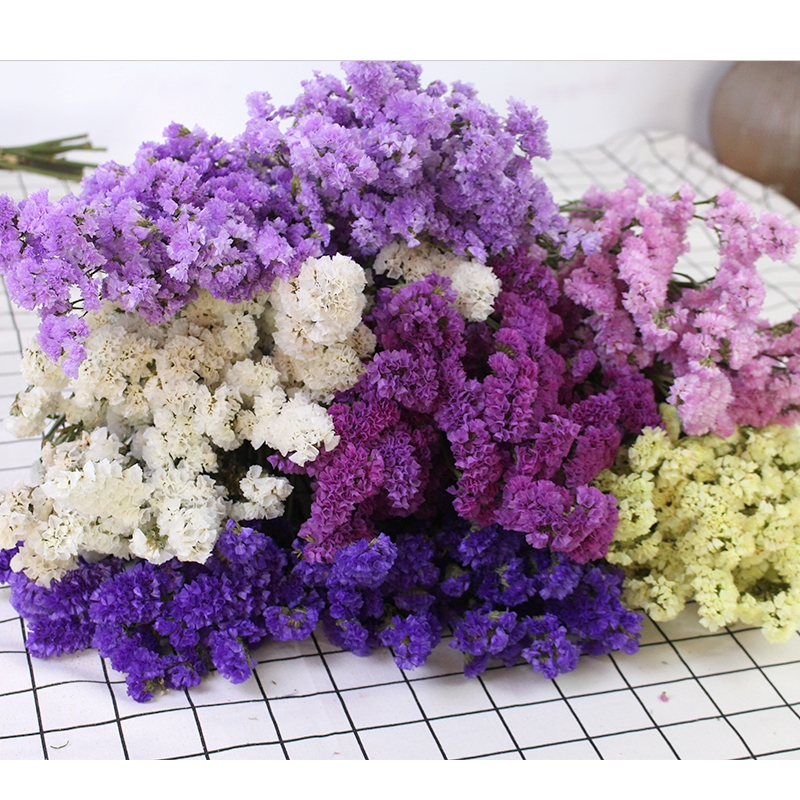 Dried Forget Me Not Flowers - Everlasting Blooms from Yunnan, China - Image 11