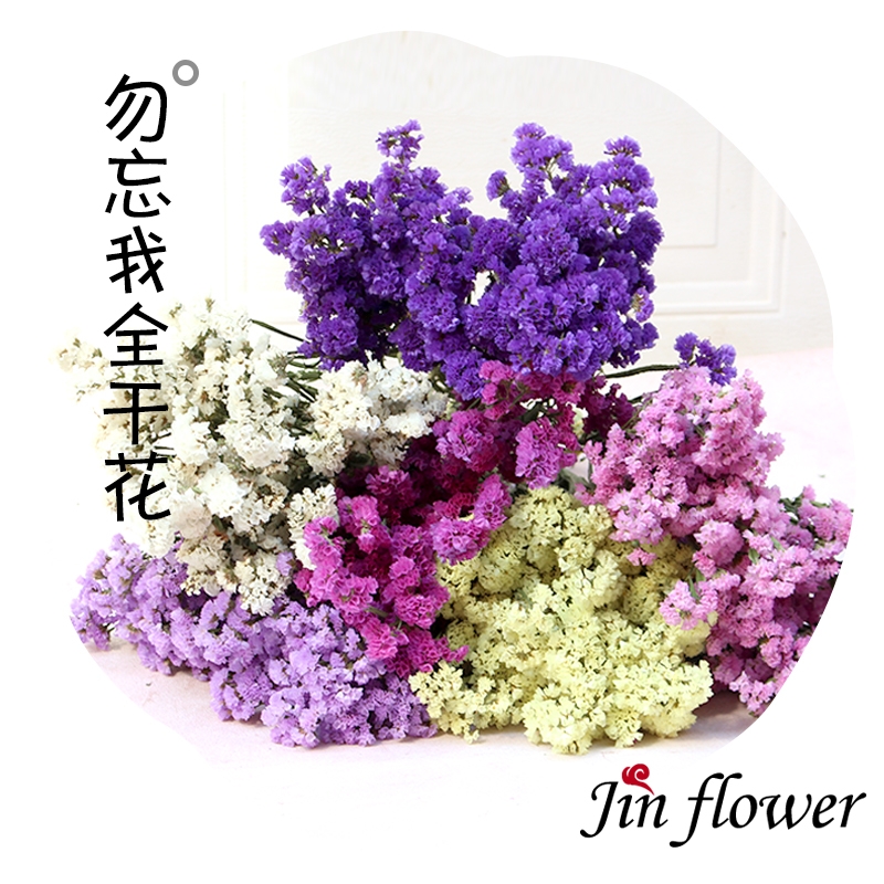 Dried Forget Me Not Flowers - Everlasting Blooms from Yunnan, China - Image 12