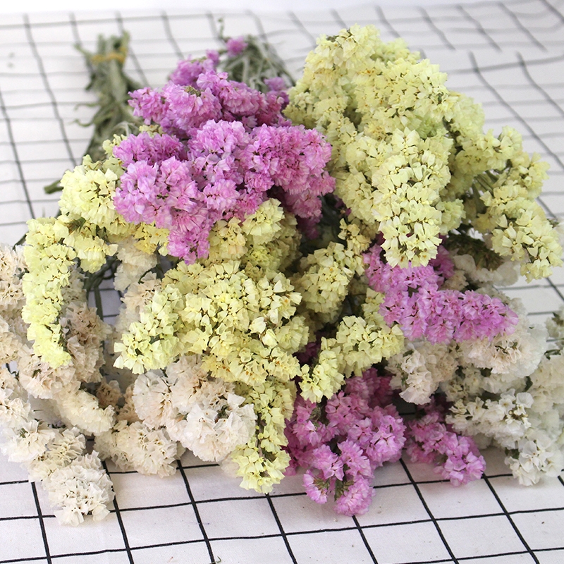 Dried Forget Me Not Flowers - Everlasting Blooms from Yunnan, China - Image 13