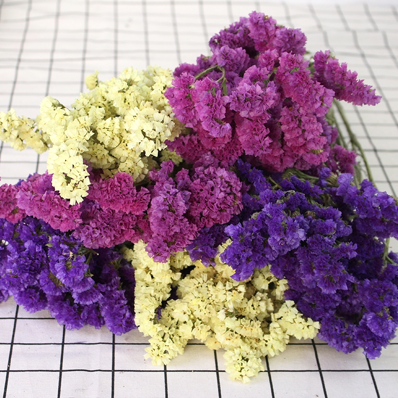 Dried Forget Me Not Flowers - Everlasting Blooms from Yunnan, China