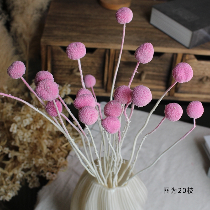 Preserved Craspedia (Billy Balls / Golden Balls) - Everlasting Colorful Blooms - Image 5