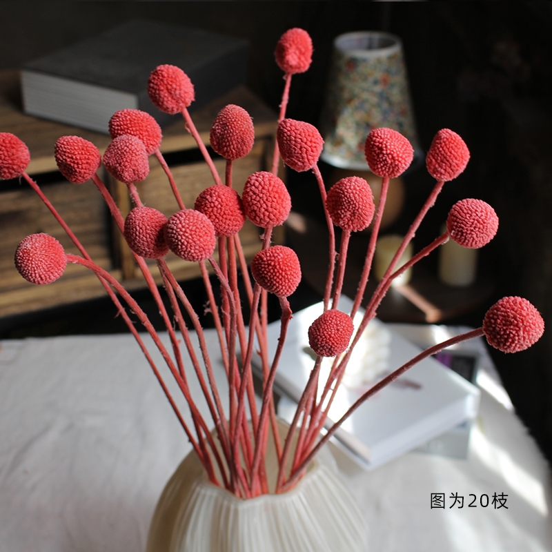 Preserved Craspedia (Billy Balls / Golden Balls) - Everlasting Colorful Blooms - Image 8