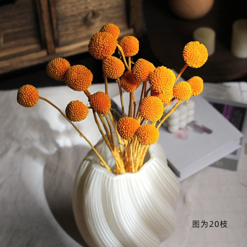 Preserved Craspedia (Billy Balls / Golden Balls) - Everlasting Colorful Blooms - Image 10