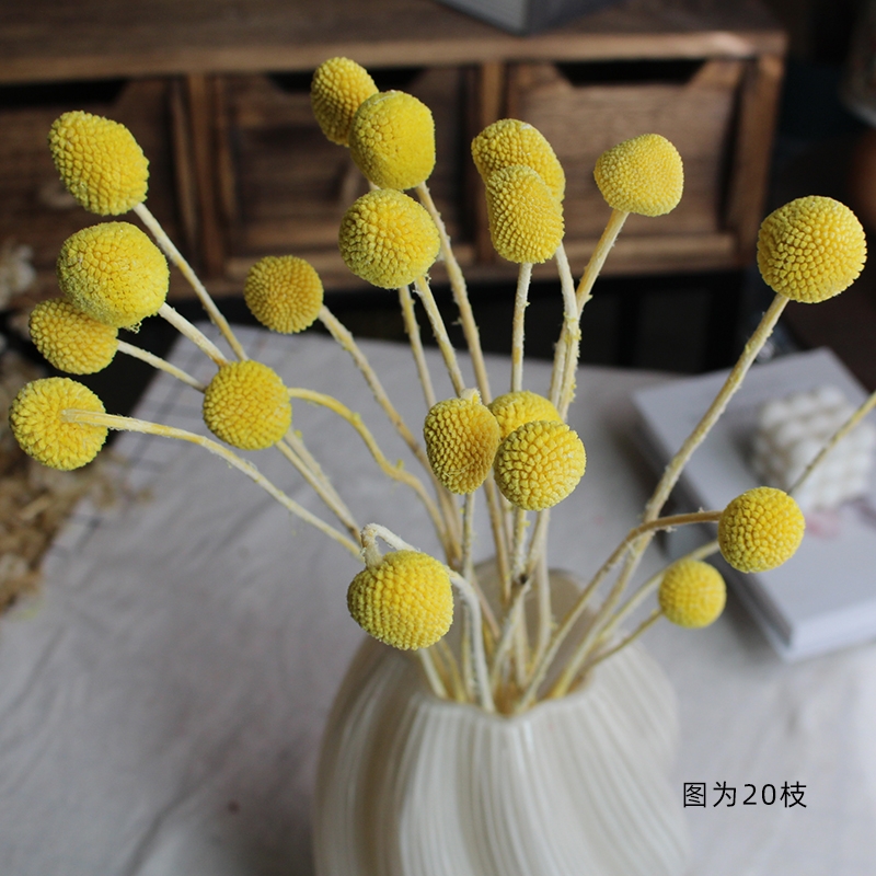 Preserved Craspedia (Billy Balls / Golden Balls) - Everlasting Colorful Blooms - Image 11