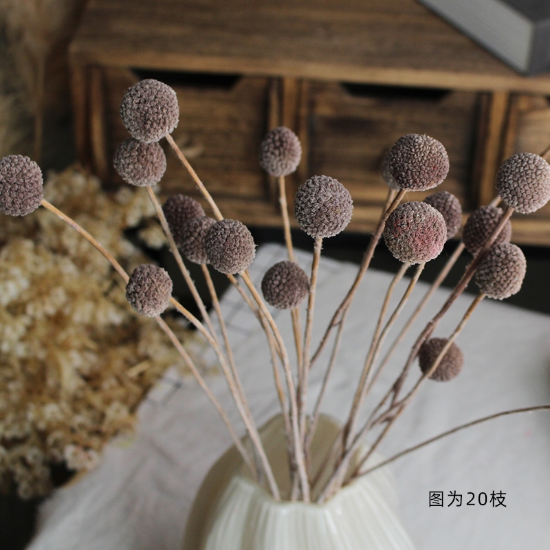 Preserved Craspedia (Billy Balls / Golden Balls) - Everlasting Colorful Blooms - Image 18