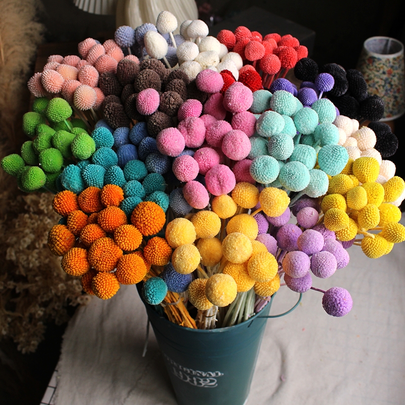 Preserved Craspedia (Billy Balls / Golden Balls) - Everlasting Colorful Blooms - Image 24