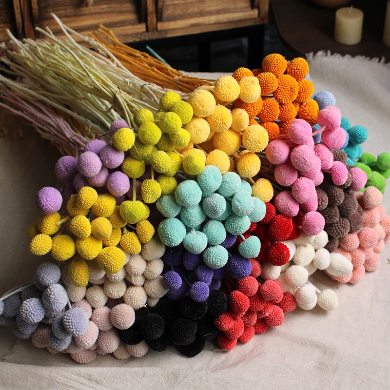 Preserved Craspedia (Billy Balls / Golden Balls) - Everlasting Colorful Blooms - Image 25